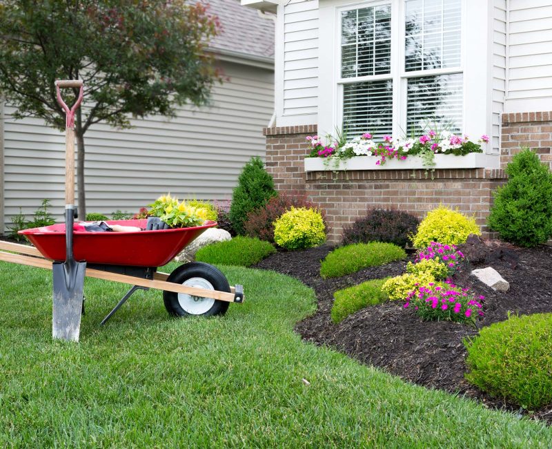 Wheelbarrow standing on a neat manicured green lawn alongside a flowerbed while planting a celosia flower garden around a house with fresh spring plants